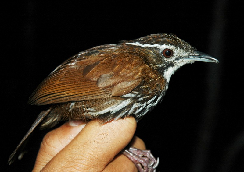 哈米吉坦山脉野生生物保护区