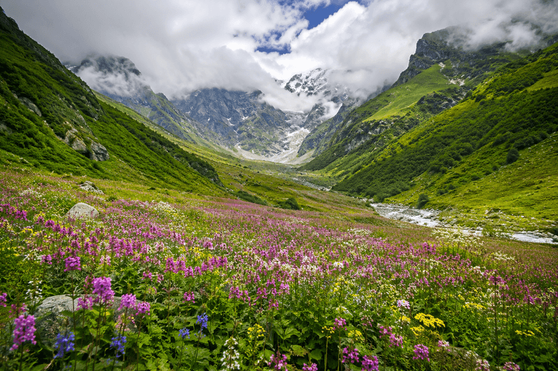 Valley of flowers