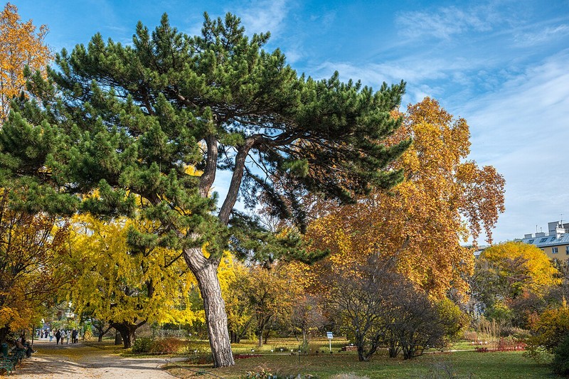 Ботанический сад Венского университета