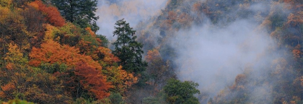 Creux De Bambou Noir
