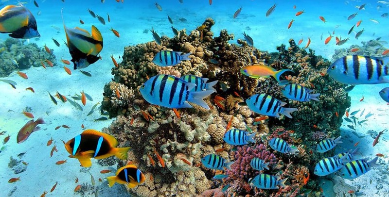 Recife de coral de Hikkaduwa