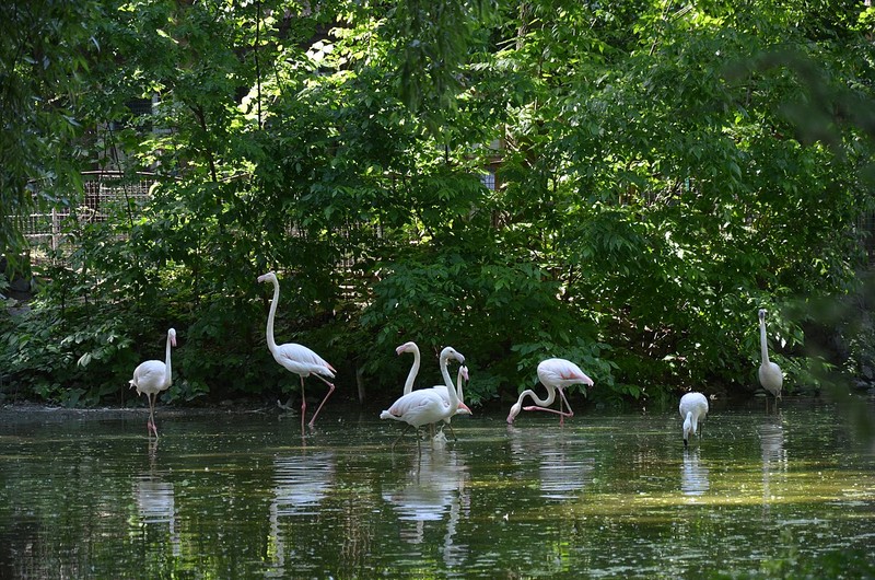 Kiev Zoo