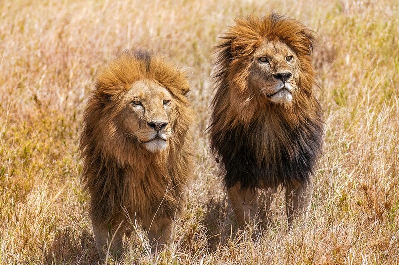 Parc national du Serengeti