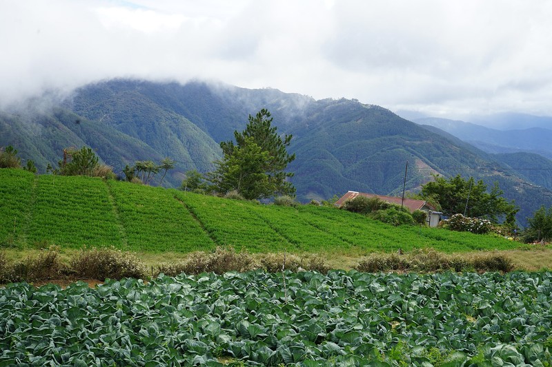 Mont Pulag