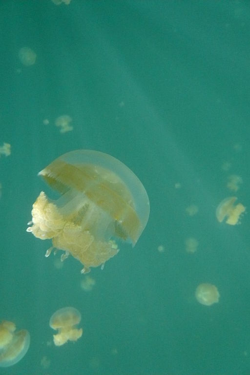 озеро медуз