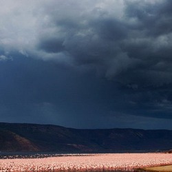 国立公園ナクル湖