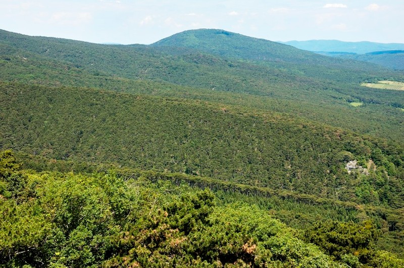 Bosque de Viena