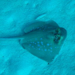 Similan National Park