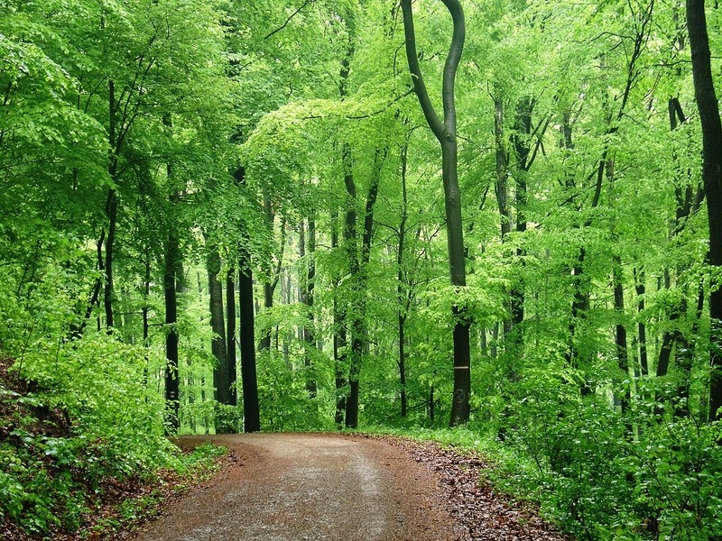 Bosque de Viena