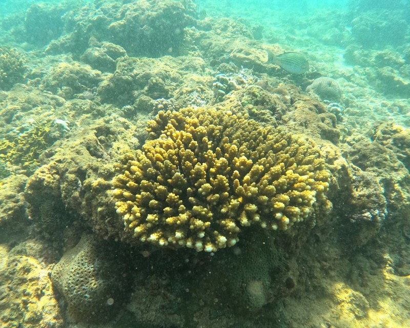 Recife de coral de Hikkaduwa