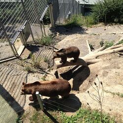 حفرة الدب في برن