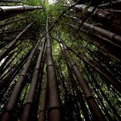 Creux De Bambou Noir