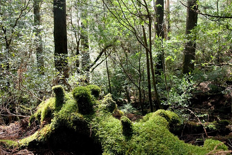 屋久島 - photo 11