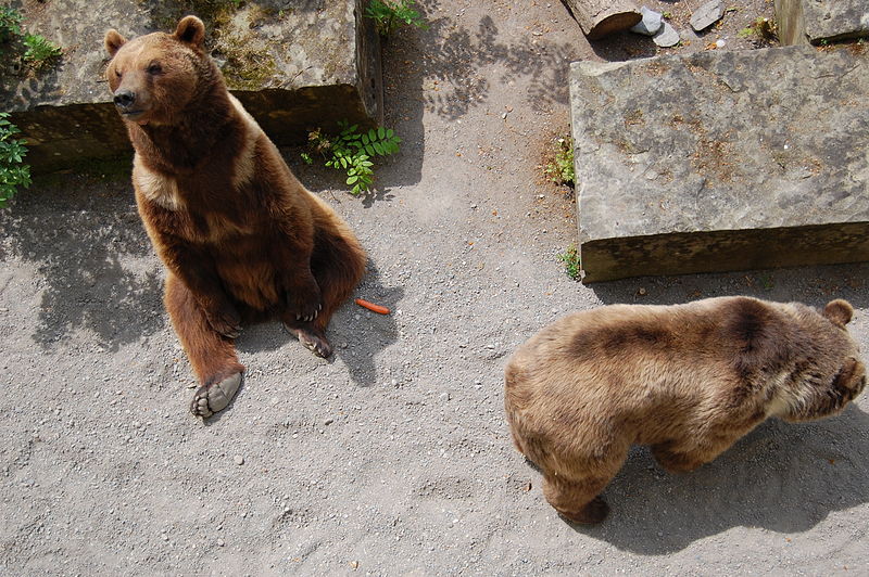 Poço de urso em Berna