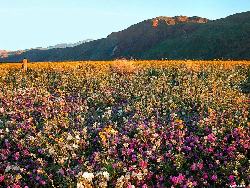 Deserto de Anza Borrego