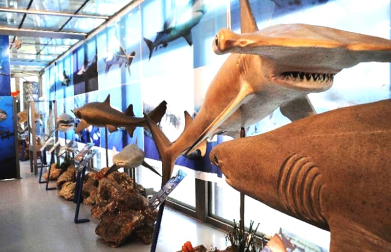 Museo de Historia Natural del Mediterráneo