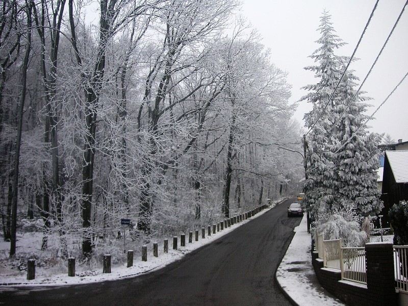 Bosque de Viena