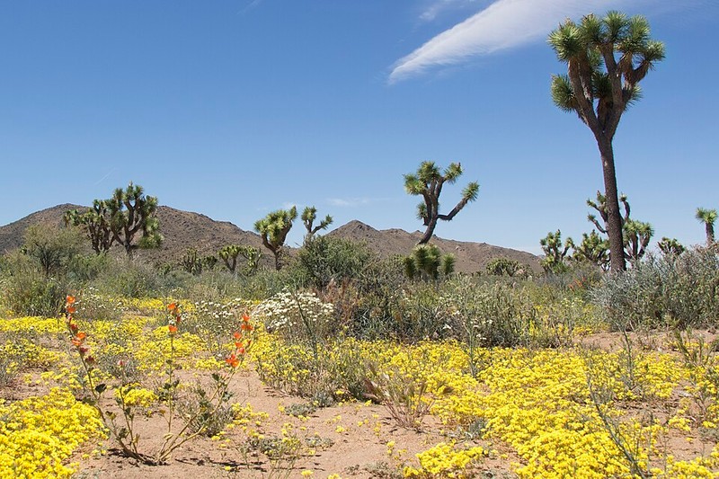 Parque Nacional Joshua Tree