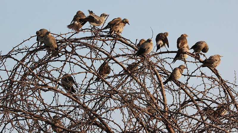 Nationalpark Lake Nakuru