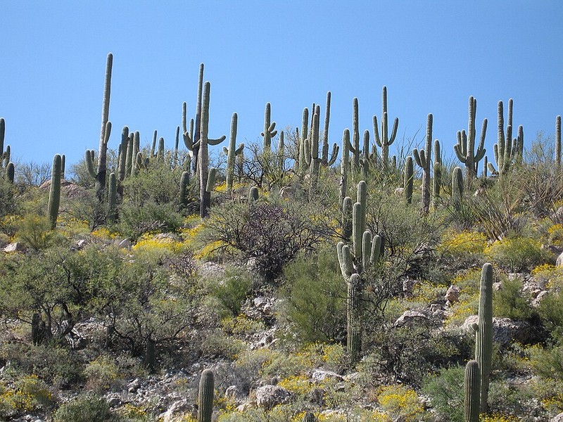 Saguaro Nationalpark