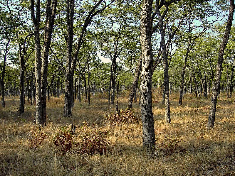 Parc national de South Luangwa
