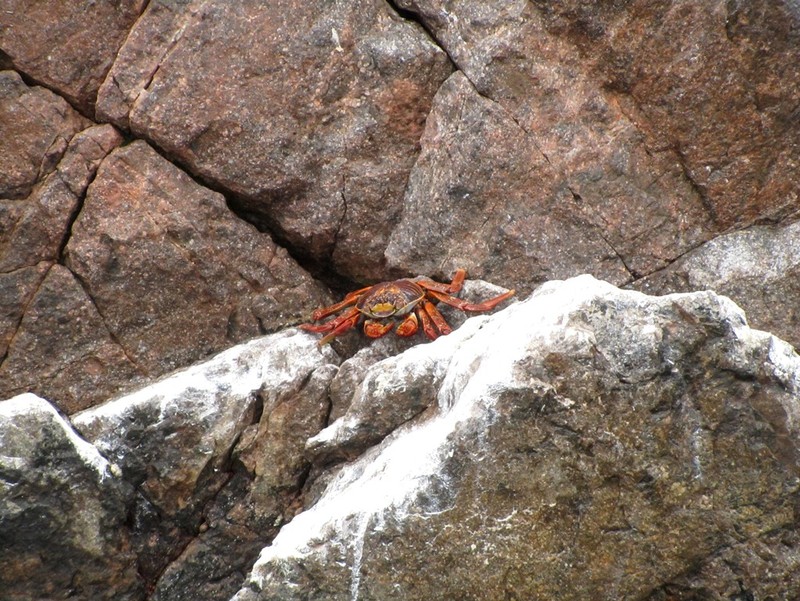Ballestas-Inseln