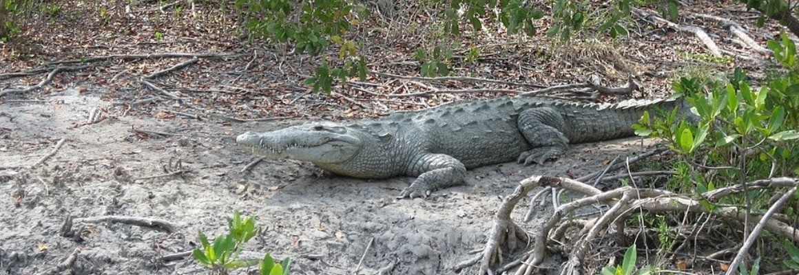 Everglades National Park