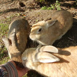 Okunoshima