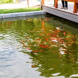 アポセカリー ガーデン