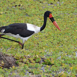 Parc national de South Luangwa