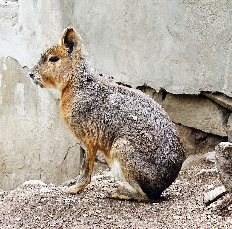 Zoológico de Yerevan