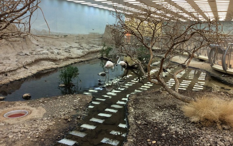 Sharjah Zoo - photo 8