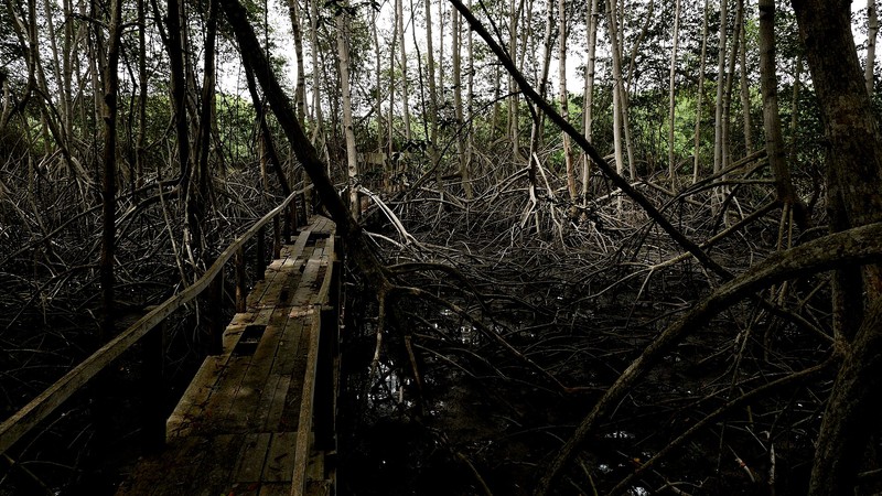 Mangroves de Tumbes