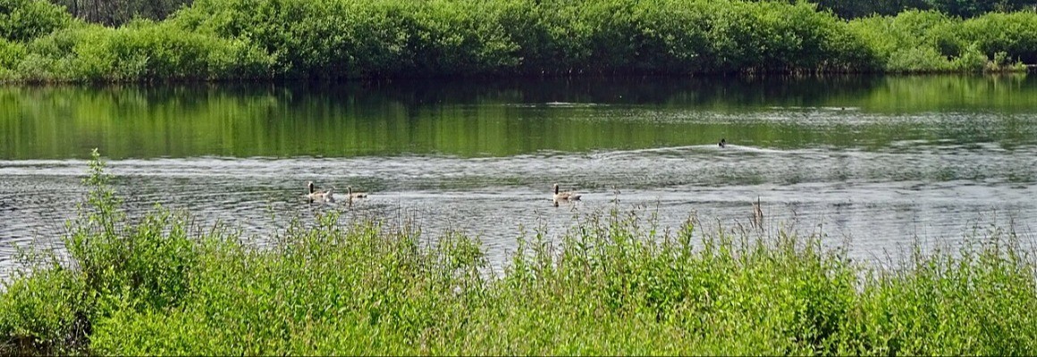 Parc national de Dwingelderveld