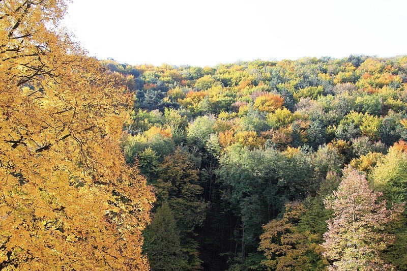 Bosque de Viena
