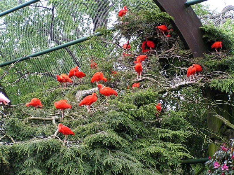Птичий парк Вальсроде