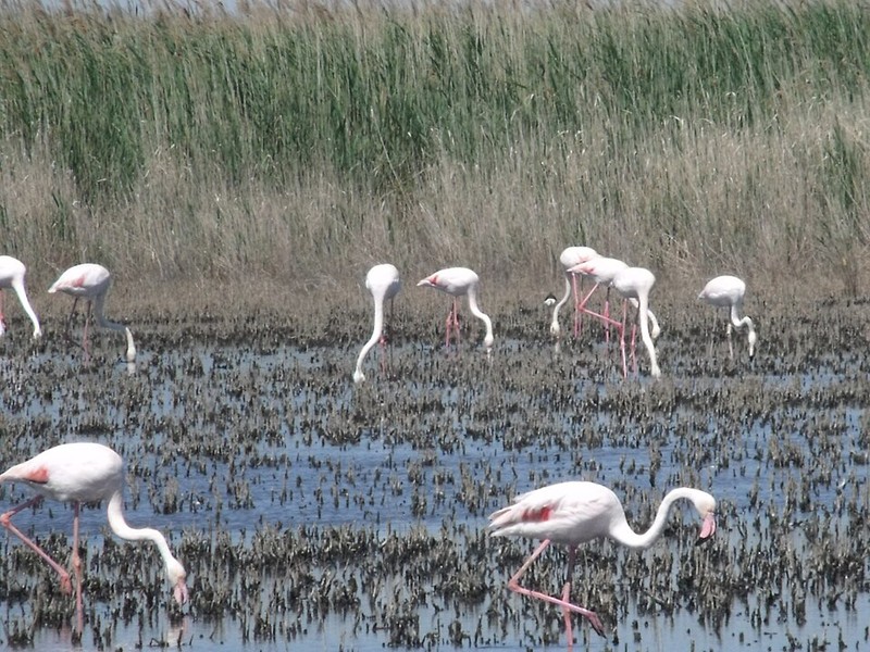 Parque Natural Camargue