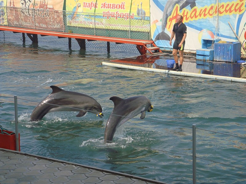 Anapa Dolphinarium