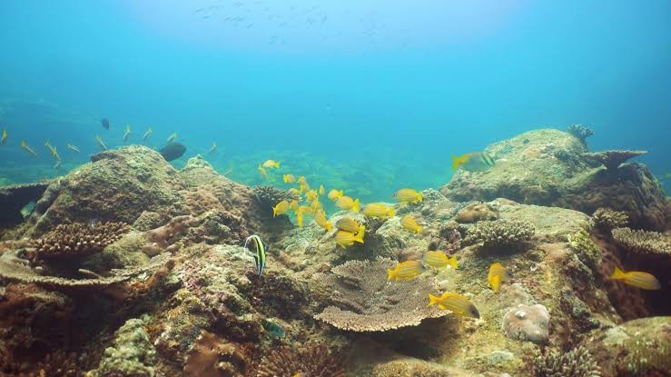 Recife de coral de Hikkaduwa