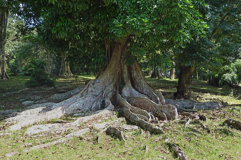 Jardim Botânico Real de Peradeniya