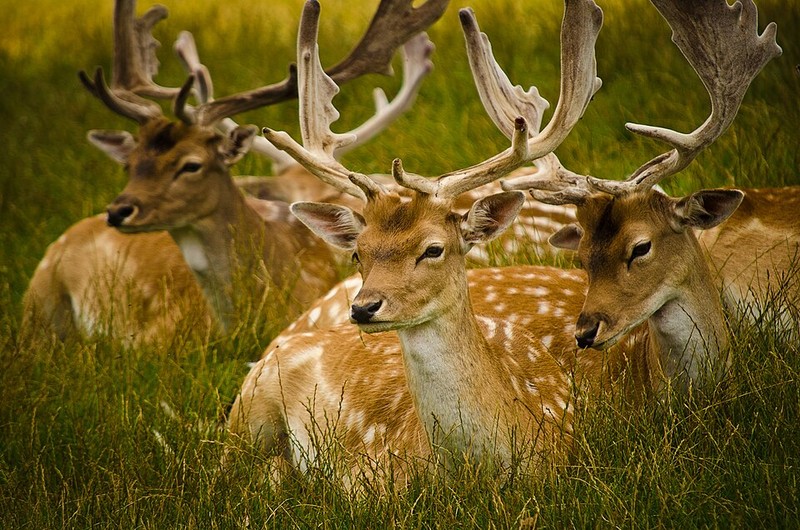 Bushy Park