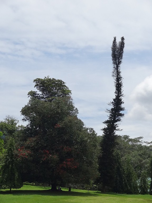 Jardim Botânico Real de Peradeniya