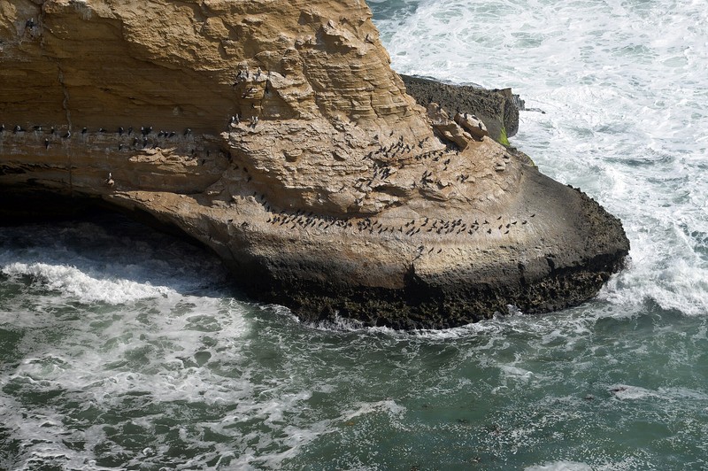 Réserve nationale de Paracas