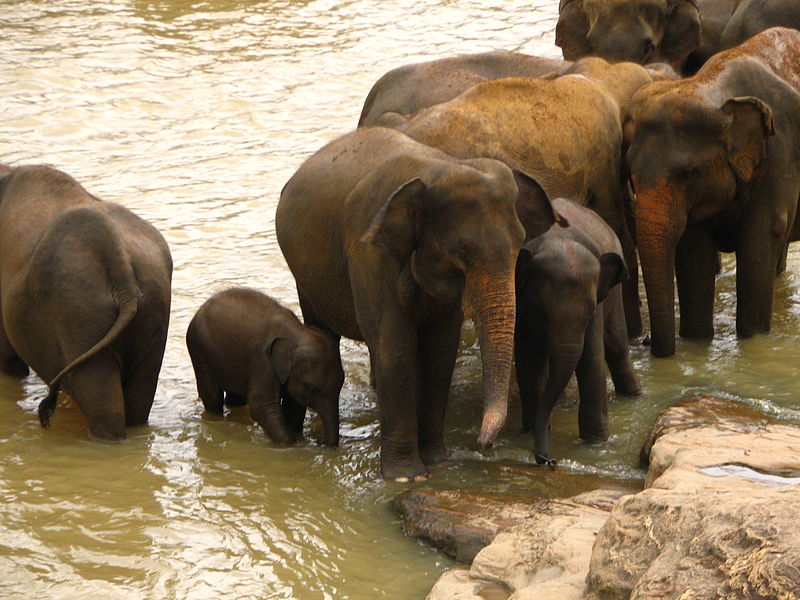 Orfanato de elefantes de Pinnawala