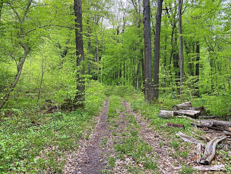 Bosque de Viena