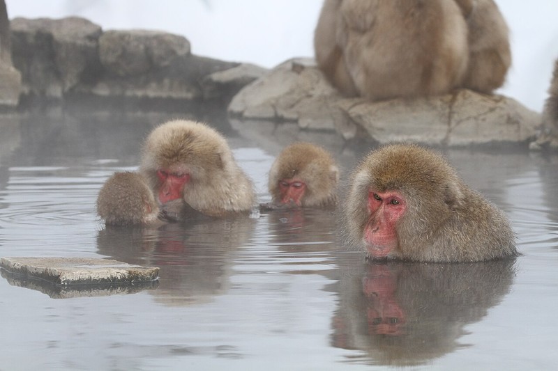 Jigokudani Yaen Kōen