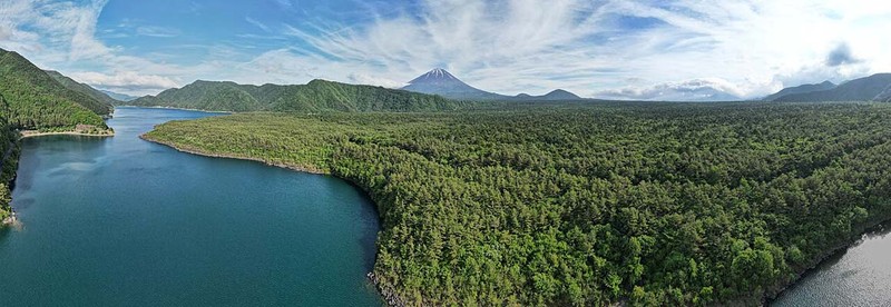 Aokigahara