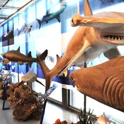 Museo de Historia Natural del Mediterráneo