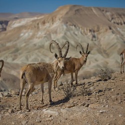 Negev Desert