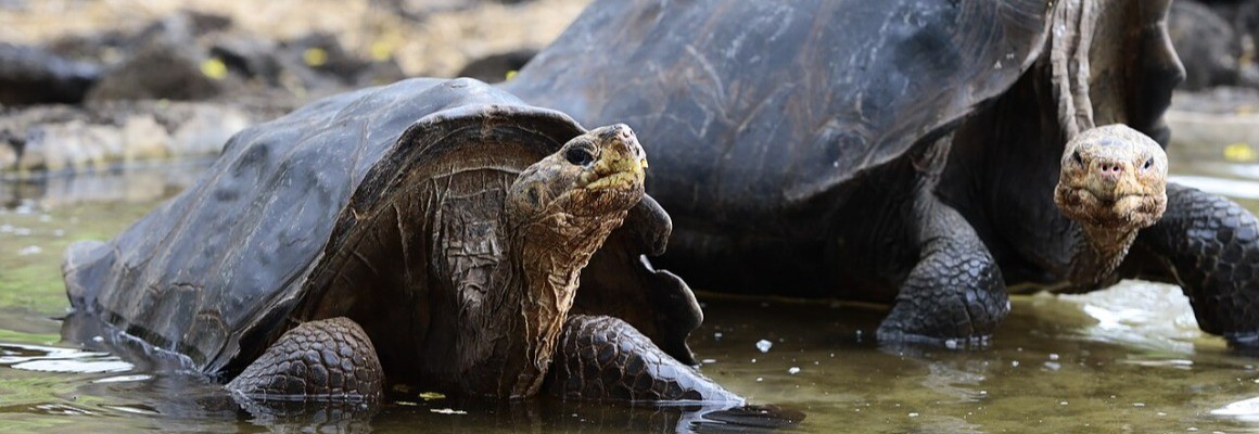 Ilhas Galápagos